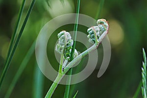 Fern leaf close up. Fern on a green background