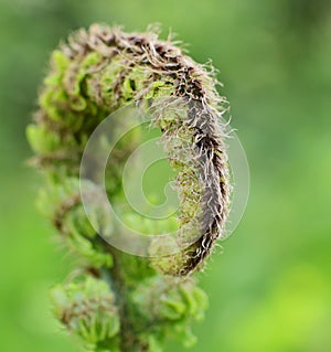 Fern leaf close up frontal background