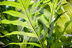 Fern leaf close up, Nautre background