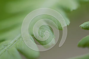 Fern leaf close up with selective focu