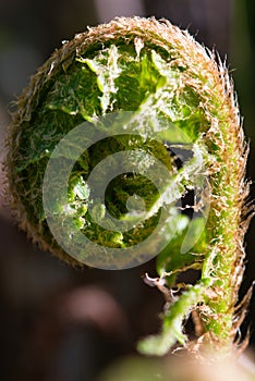 Fern leaf coiled fiddlehead macro texture, uncoiling