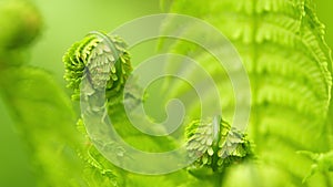 Fern leaf. Fern leaf with natural ferns pattern. Young fern leaf. New life. Selective focus.