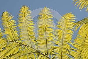 Fern leaf. Fern leaves foliage