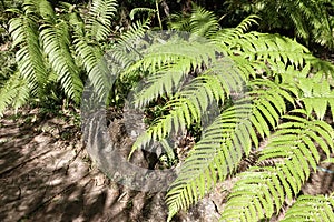 Fern leaf. Fern leaves foliage