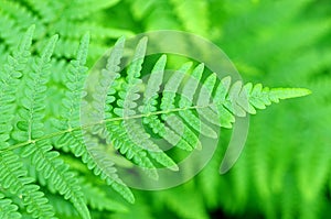 Fern leaf. Fern leaves foliage in the forest