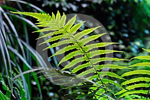 A fern leaf in the forest
