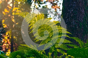 Fern leaf in the forest in the sun and specks of dust