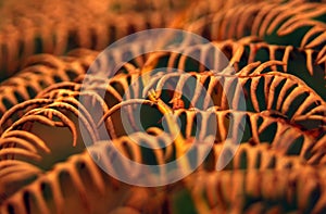 Fern leaf frond autumn fall brown macro