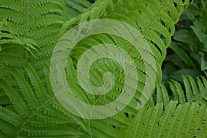 Fern Leaf - Frond. Gardening. Green leaves, bushes