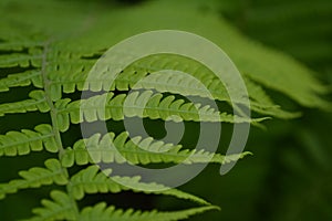 Fern Leaf - Frond. Gardening. Green leaves, bushes