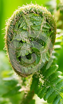 FERN LEAF.