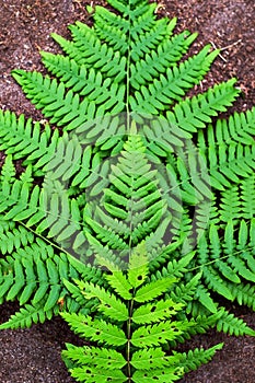 Fern leaf on ground background