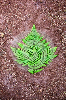 Fern leaf on ground background