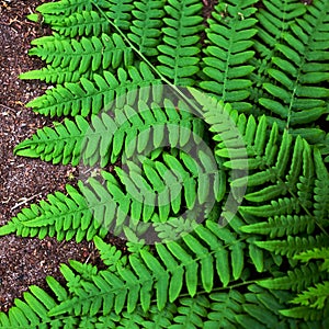 Fern leaf on ground background