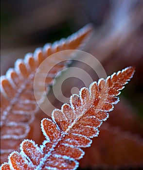 Fern leaf with iec crystals