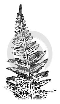 Fern leaf. Ink stamp isolated on white background