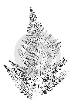 Fern leaf. Ink stamp isolated on white background