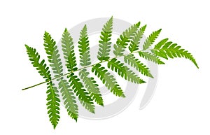 fern leaf isolate on white background