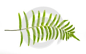 Fern leaf