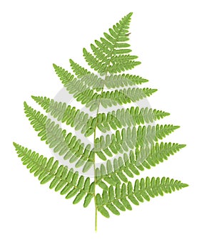 Fern Leaf isolated