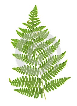 Fern Leaf isolated