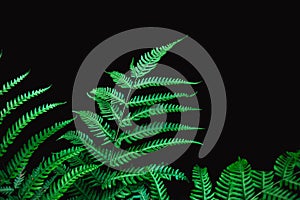Fern leaf isolated on black background for rainforest plant object