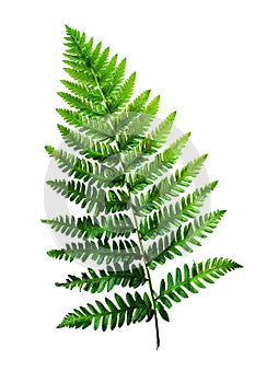 Fern leaf isolated on transparent background