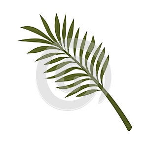 Fern leaf isolated on white background. Tropical plant