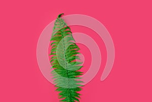Fern leaf in natural green on a pink background