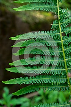 Fern leaf pattern in Himalayan forests in cold region having blur background