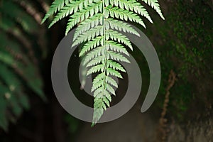 Green Fern leaf pattern in Himalayan forests in cold region having blur background