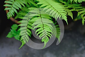 Fern leaf or rain forest green plant nature background for wallpaper or fresh ecology backdrop