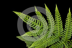 Fern leaf rainforest green plant isolated on black background with clipping path