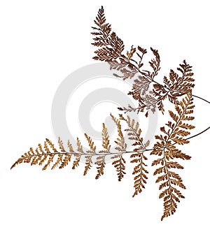 Fern leaf, Sear fern isolated on white background, with clipping path