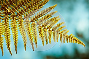 Fern leaf showing spores photo