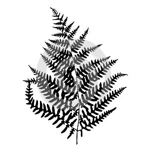 Fern leaf silhouette.