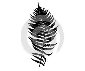Fern leaf silhouette isolated on white