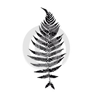 Fern leaf silhouette.