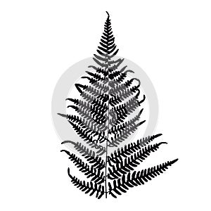 Fern leaf silhouette.