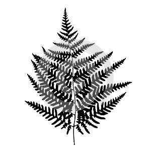 Fern leaf silhouette.