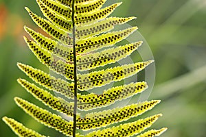 Fern leaf sporangia