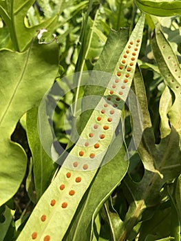 Fern leaf and spore close up.