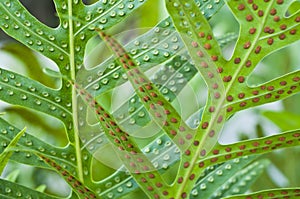 Fern leaf and spore. photo