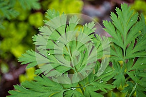 A fern leaf springs into action