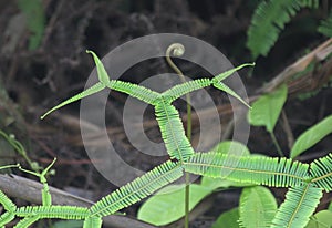 Fern Leaf Strange Natural Shapes