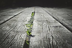 Fern leaf striving up through old, gnarly wooden planks.