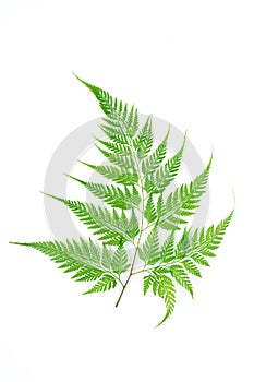 Fern leaf, tropical green foliage in rainforest on white background