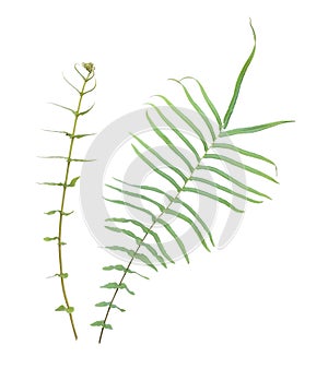 Fern leaf, tropical green leaves isolated on white background.