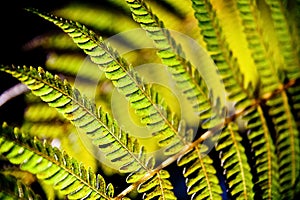 Fern leaf under mornig light