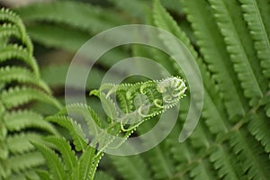 Fern Leaf Unfurling Background, Botanical